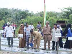 Wakili Pj Bupati, Asisten I Ahmad Yuzar bersama KWT Mulya Berkah Ridan Permai Lakukan Penanaman Perdana Cabe Merah