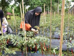 Pj Ketua TP PKK Ricana Lakukan Peninjauan Kebun Cabe Kelompok Tani