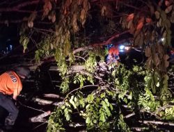 Pemkab Kampar Himbau Masyarakat Tetap Waspada Tingginya intensitas Hujan disertai Angin Kencang Sebabkan Pohon Tumbang