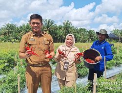 PJ Bupati Kampar Lakukan Panen Raya Cabai Sekaligus Resmikan Bangsal Paska Panen