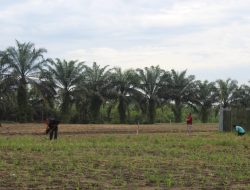Pj Bupati Kampar Apresiasi Penanaman Jagung di LP Kelas II A Bangkinang Dukung Ketahanan Pangan Kampar