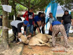 PWI Riau Lakukakan Penyembelihan Hewan Kurban, 6 Ekor Sapi dan 1 Kambing