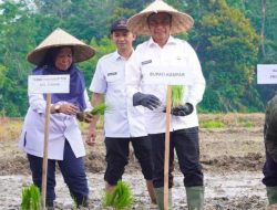 Bupati Kampar Canangkan Gerakan Tanam Padi Sawah, Dorong Swasembada Pangan dan Modernisasi Pertanian
